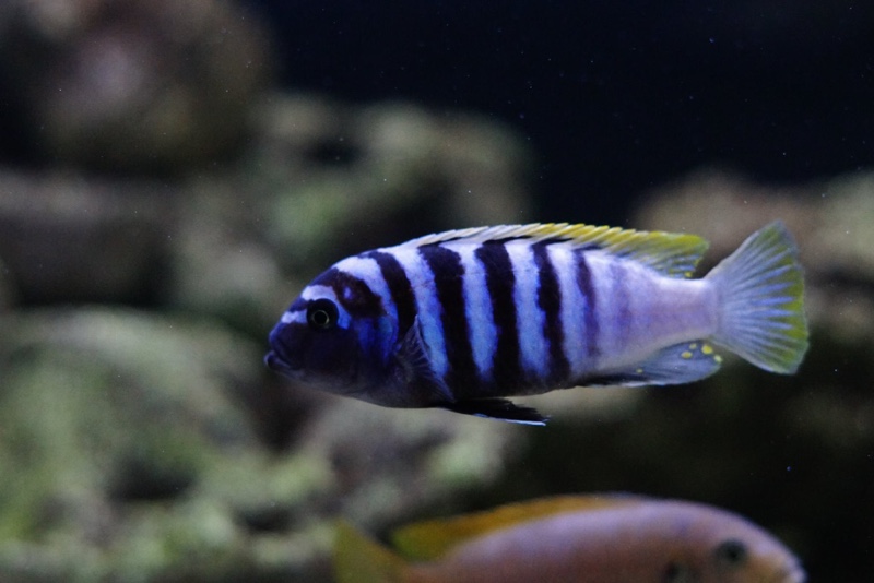 Cynotilapia zebroides 'Mbenji Island'